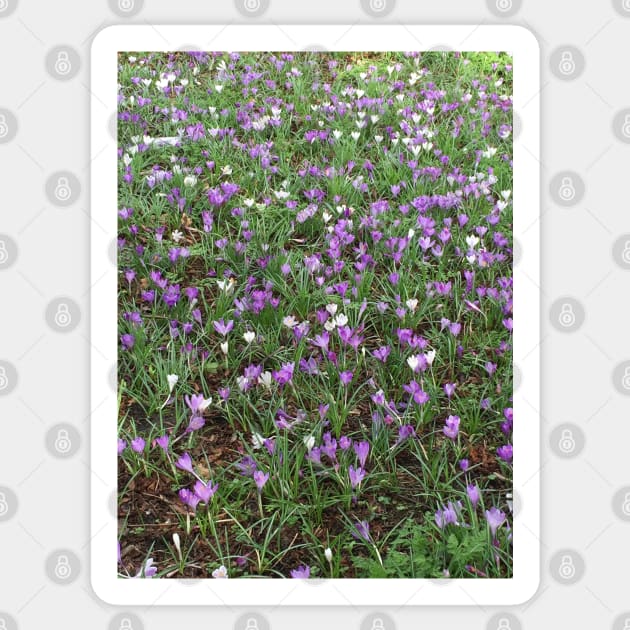 The Spring Crocus - Reminding me of Easter Sticker by Bucklandcrafts